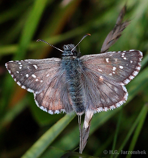 Pyrgus alveus  Sonnenröschen-Würfel-Dickkopffalter